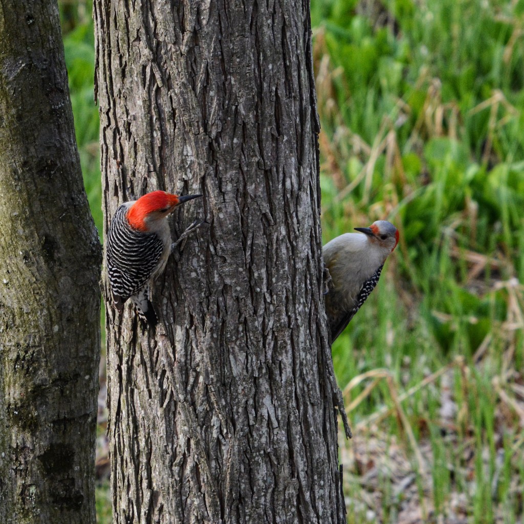 I’ve Been Pondering…