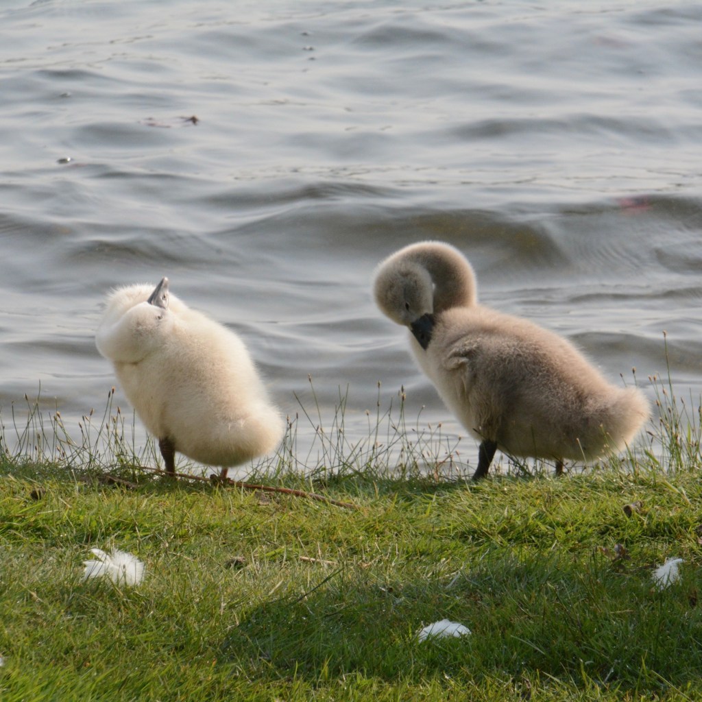 Spring Mornings And Good TV&nbsp;Shows