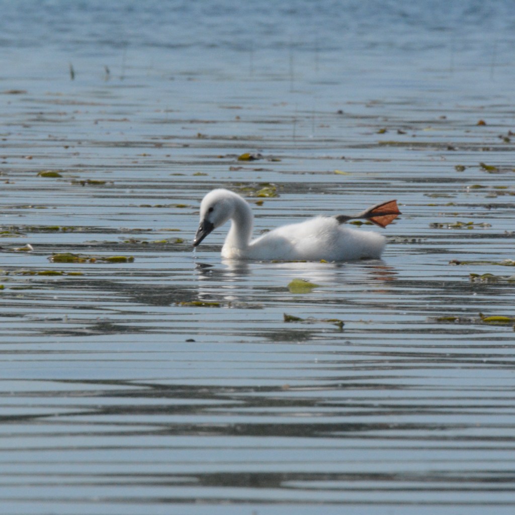 Summer Mornings And A Fabulous Series&nbsp;Finale