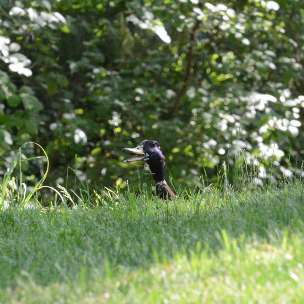 Oh No, Can’t Find A Good New Song Or&nbsp;Show!!