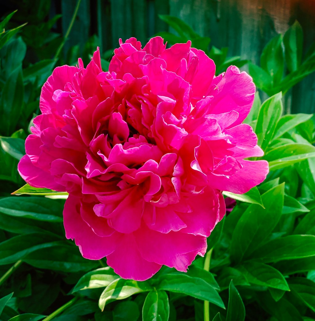 One Of The Neighbor’s Lovely&nbsp;Flowers