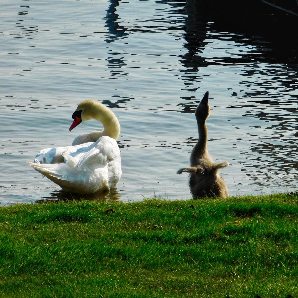 Summer Mornings And Good&nbsp;Movies