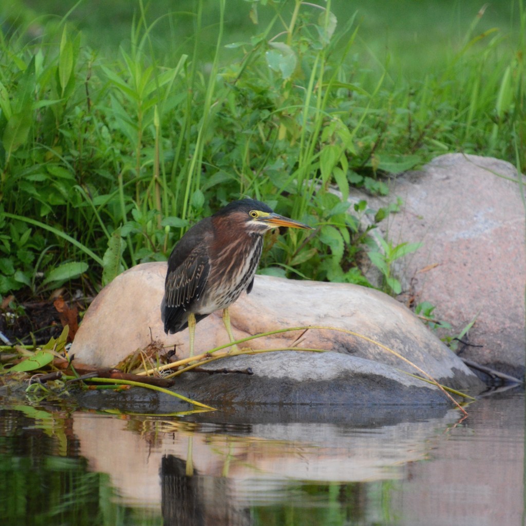 Summer Mornings And Good TV&nbsp;Shows