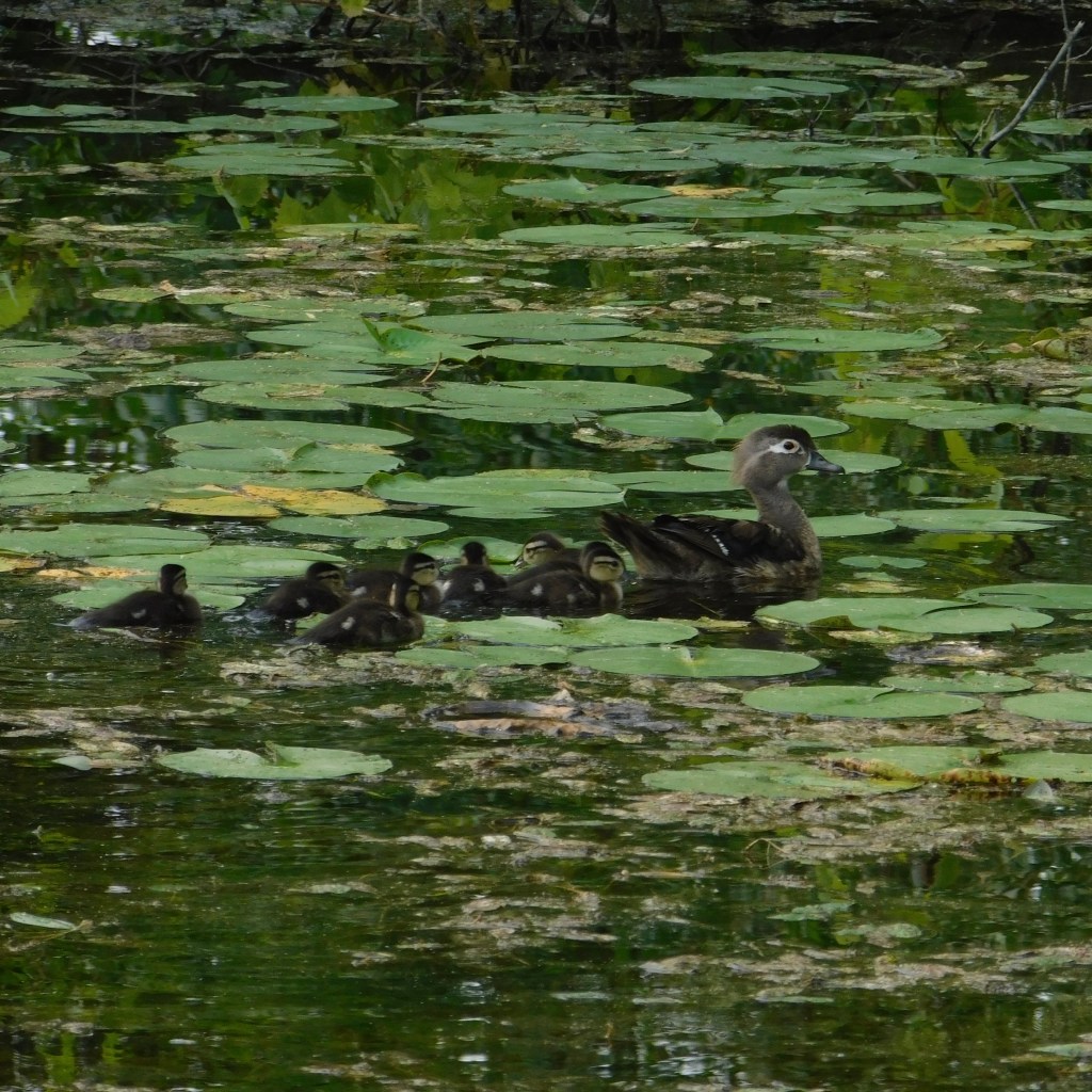 I’ve Been Pondering…