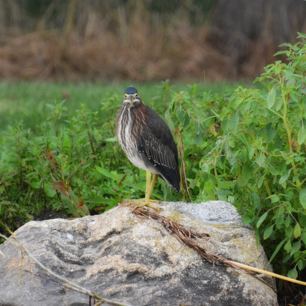 Summer Mornings And Good&nbsp;Music
