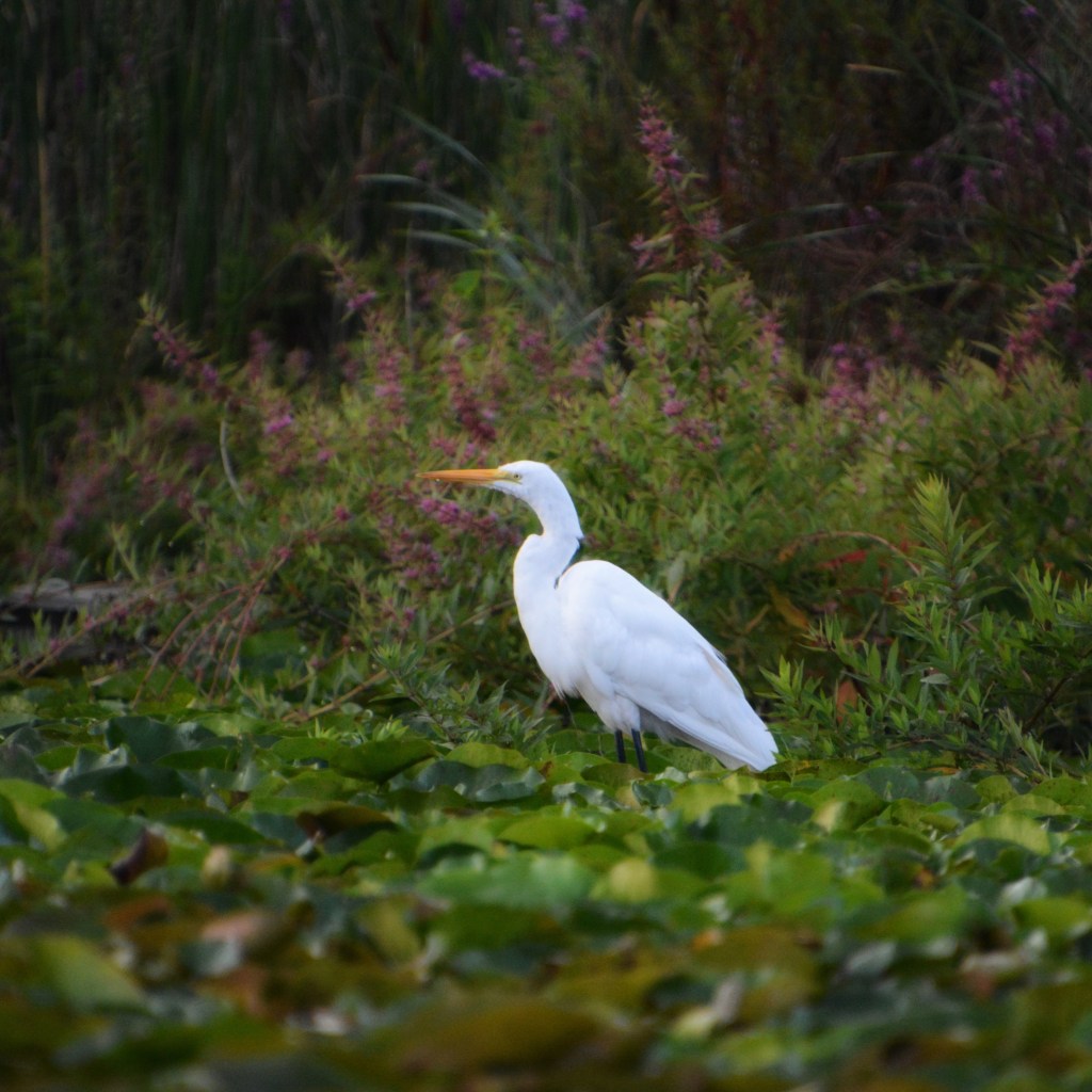 Summer Mornings And Good&nbsp;Podcasts