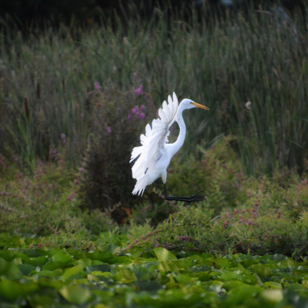Summer Mornings And Good&nbsp;Music