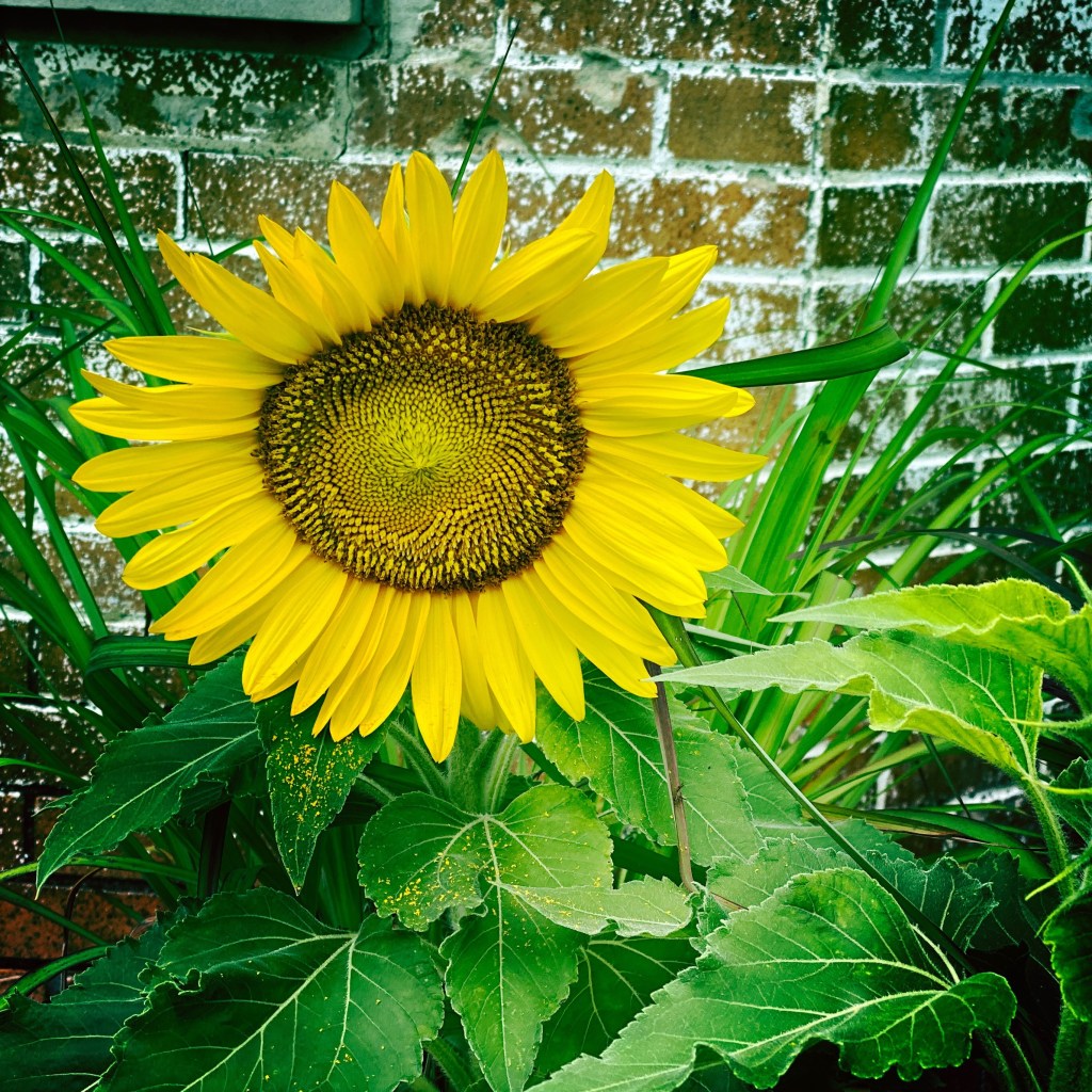 iPhone Journey – Day&nbsp;5