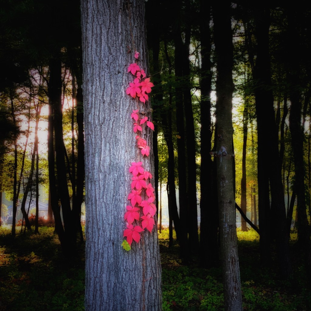 iPhone Journey – Day&nbsp;20