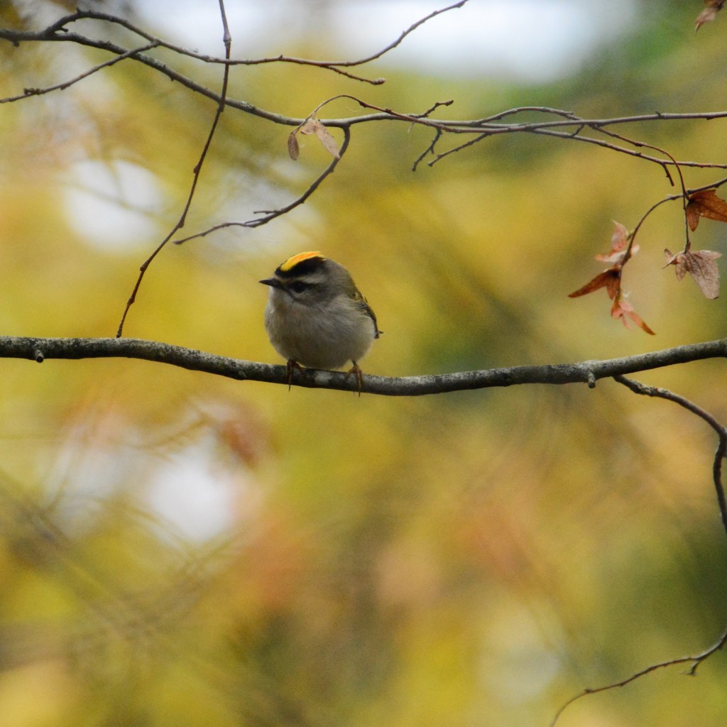 iPhone Journey – Day&nbsp;39