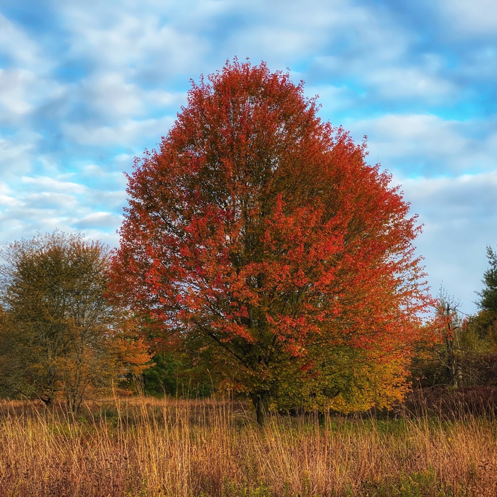 iPhone Journey – Day 41