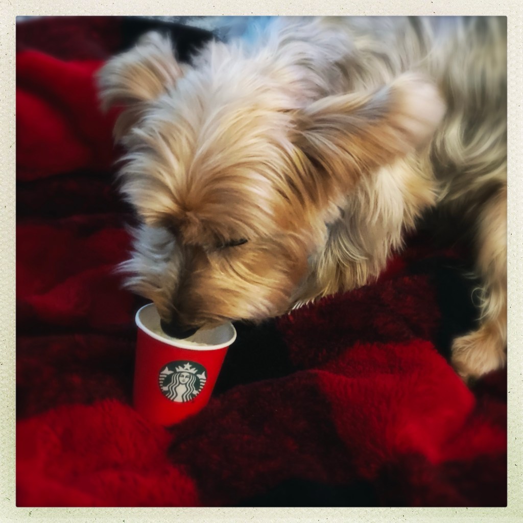 It’s Puppuccino Time!