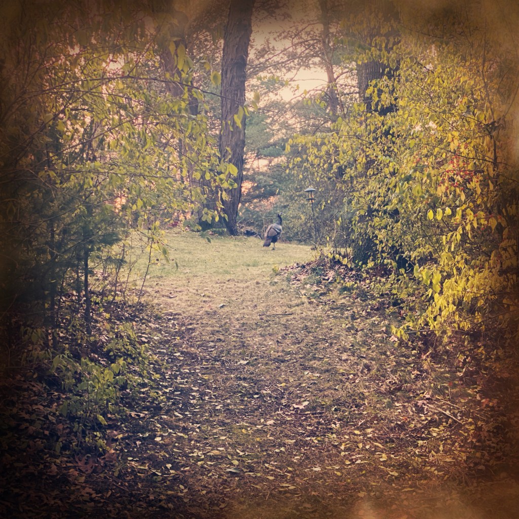 Where Is This Cello Journey Taking&nbsp;Me?!