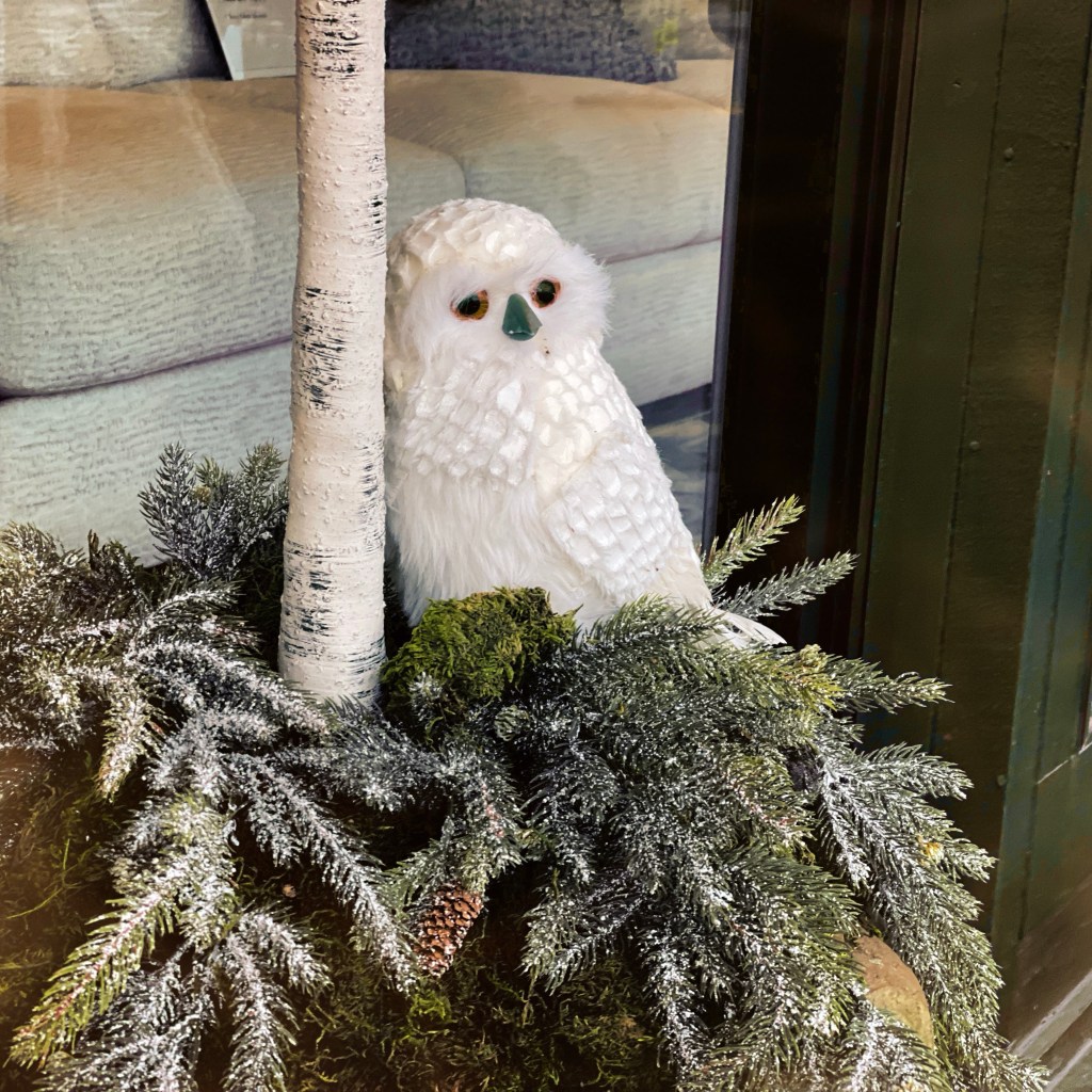 First Snowy Owl Of The Season…The Crane&nbsp;Dance