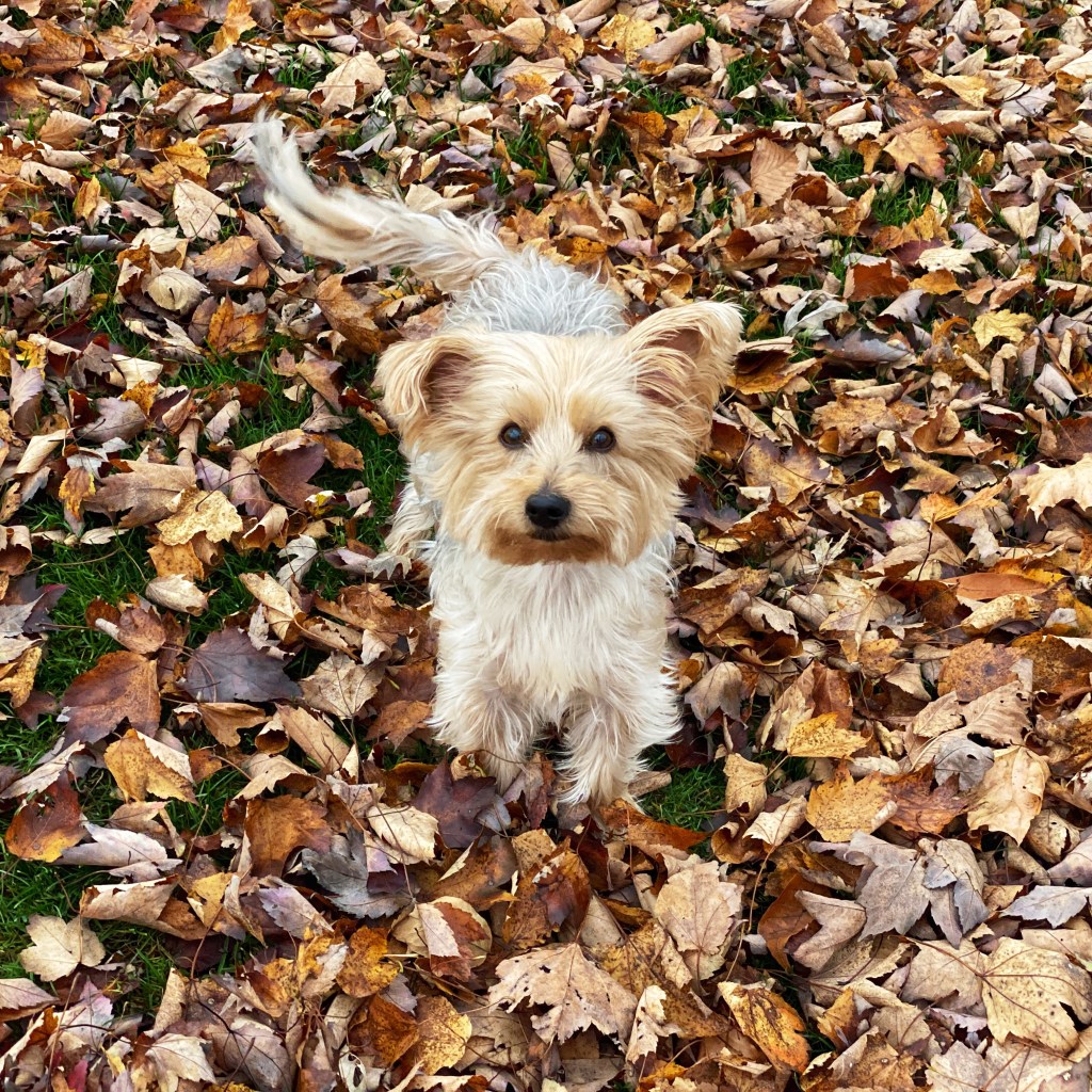 Wordless Wednesday – iPhone Journey – Day&nbsp;62