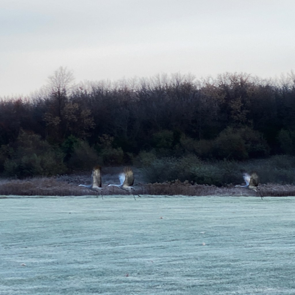 At Last, iPhone Bird&nbsp;Photography