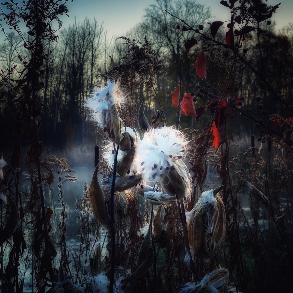 Frosty November Walk