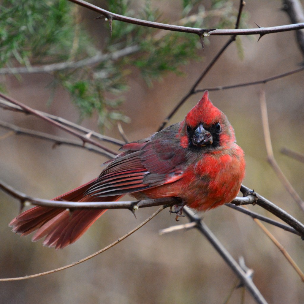 Favorites Of The Day – Cardinals and HAUSER (Rebel With A&nbsp;Cello)
