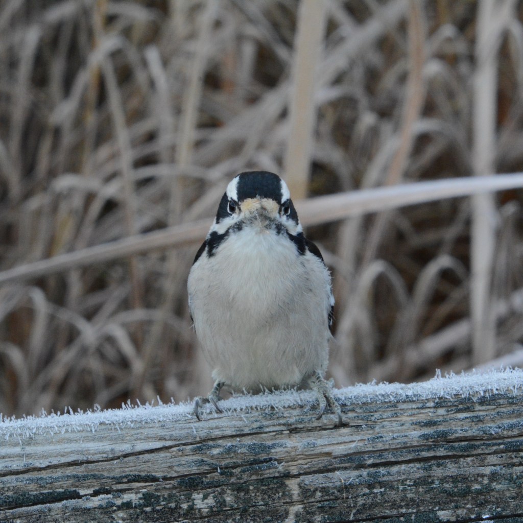 Where Are My&nbsp;Snacks?!