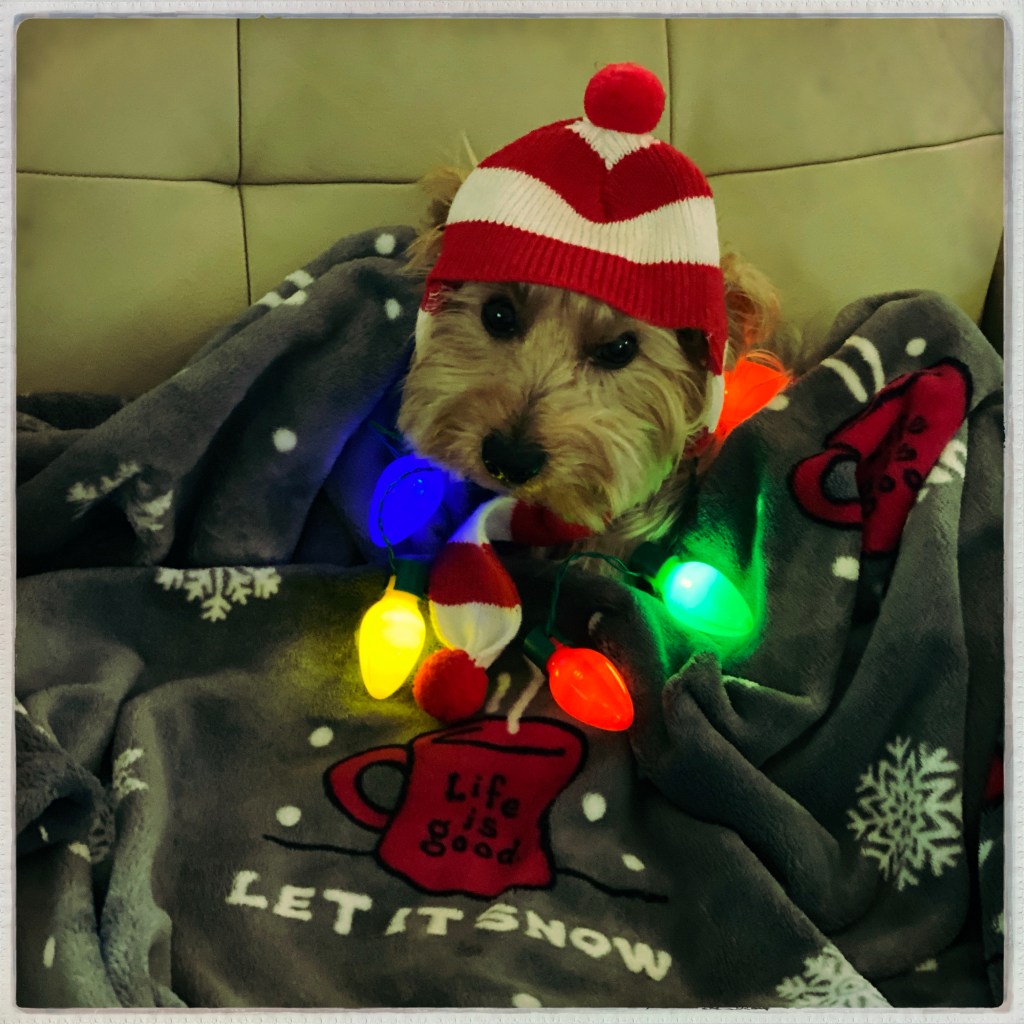 Working On Harper’s Holiday&nbsp;Spirit