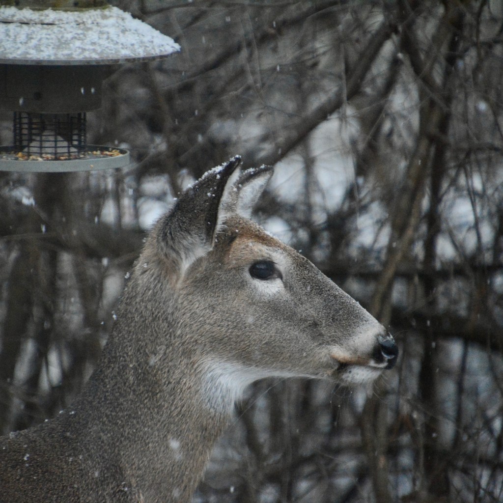 Waiting For The Next Winter&nbsp;Storm