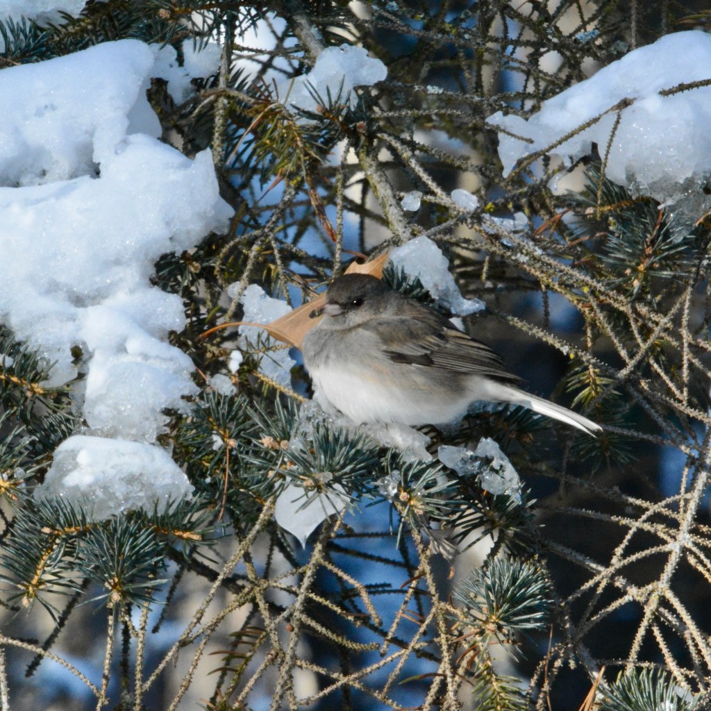 Little Birds Having A Winter&nbsp;Blast