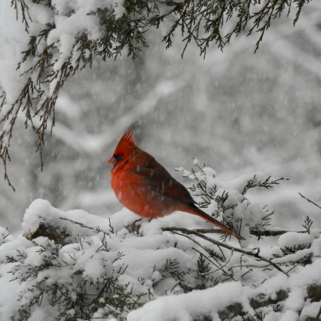 Favorite Northern Characters