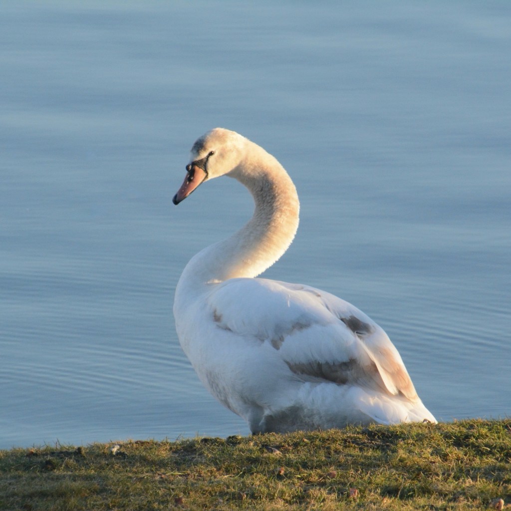 Almost On His&nbsp;Own