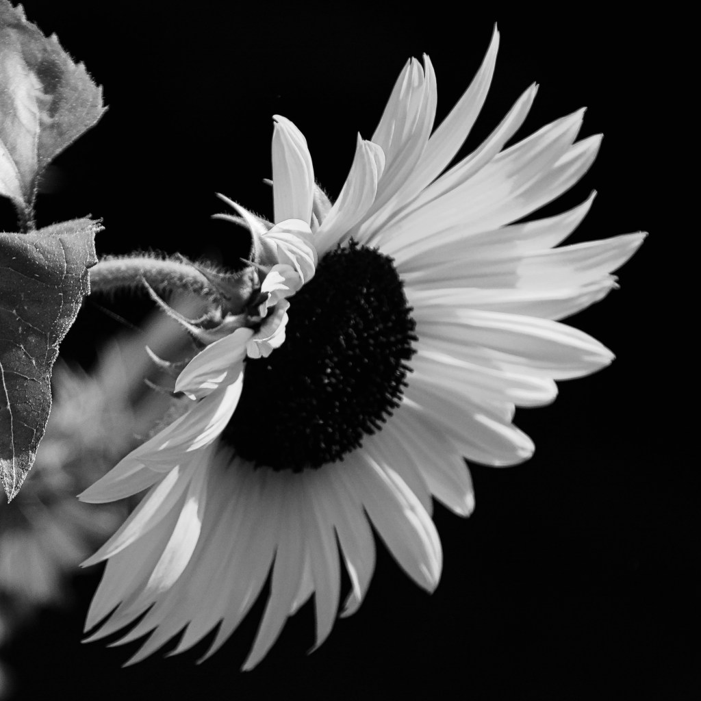 Black And White Photography&nbsp;Journey