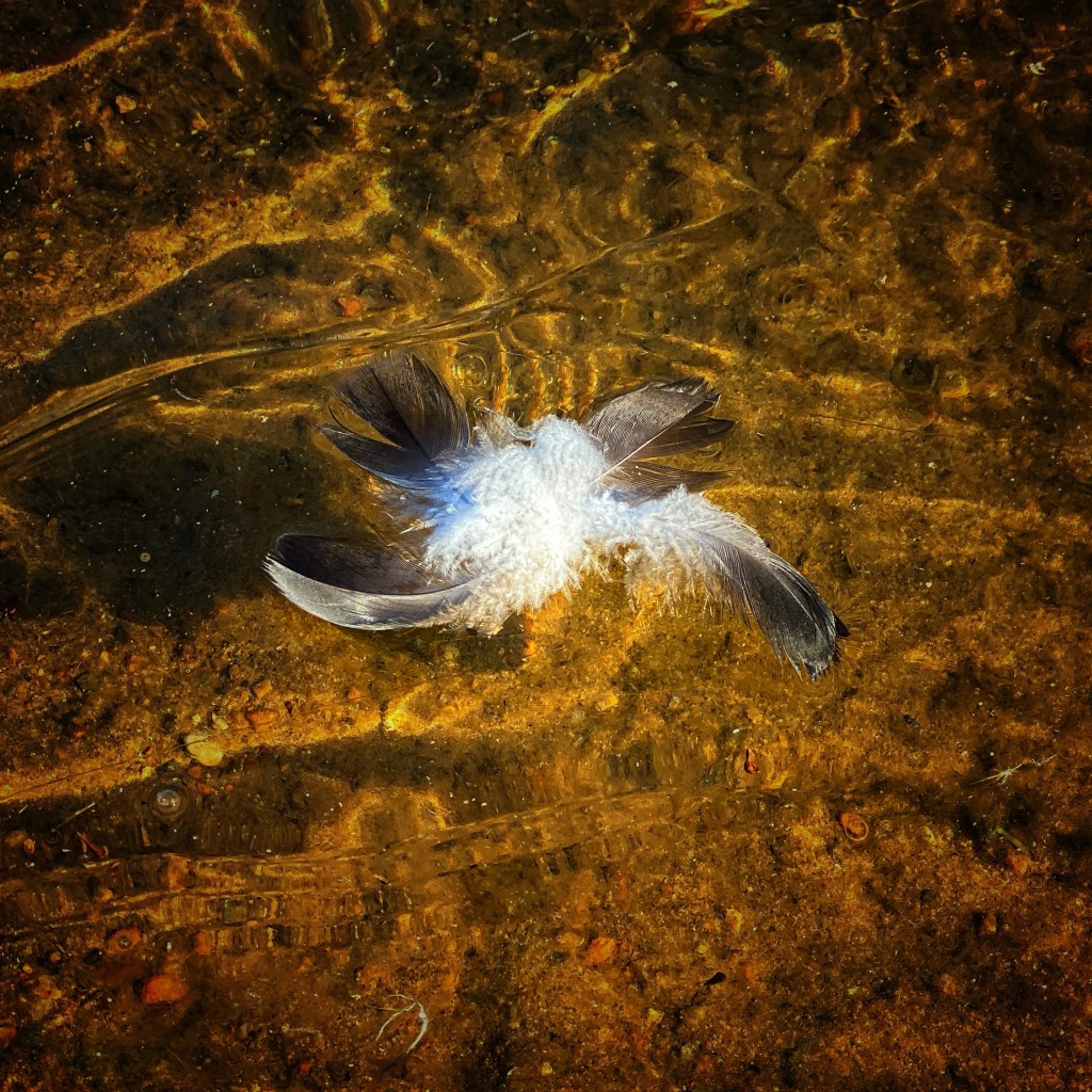 Love Sunshine And Floating Feathers In&nbsp;February