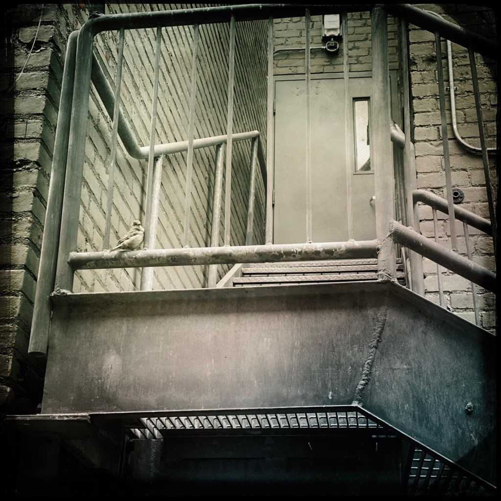 Hanging Out In The Alley With The Cool&nbsp;Birds