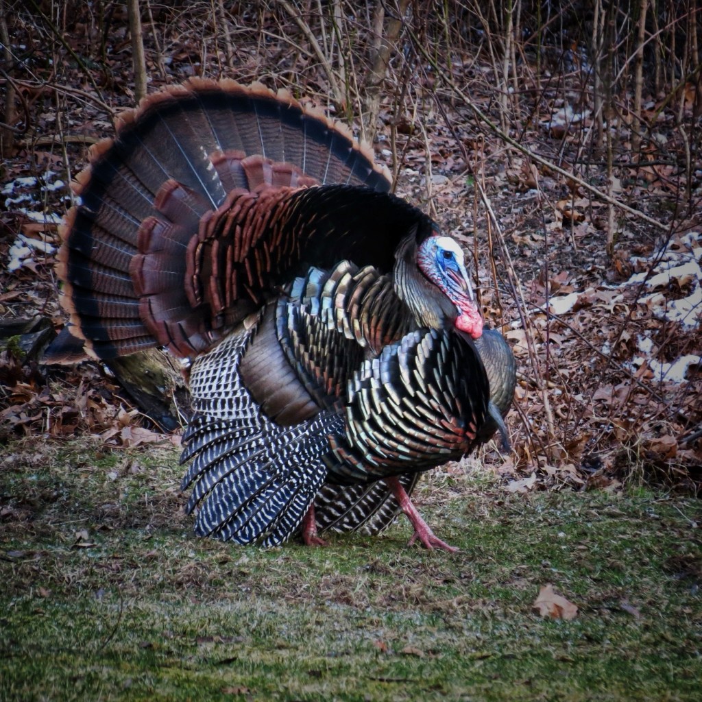 It’s Madness I Tell Ya, Just&nbsp;Madness