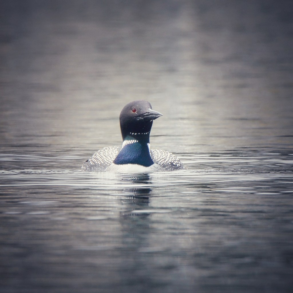 I’m Not The Only Loon At The&nbsp;Lake