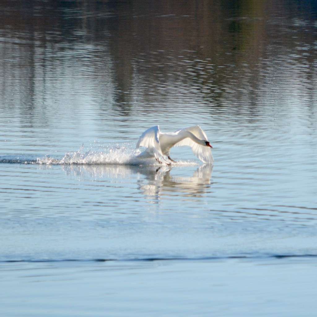Protecting His Territory