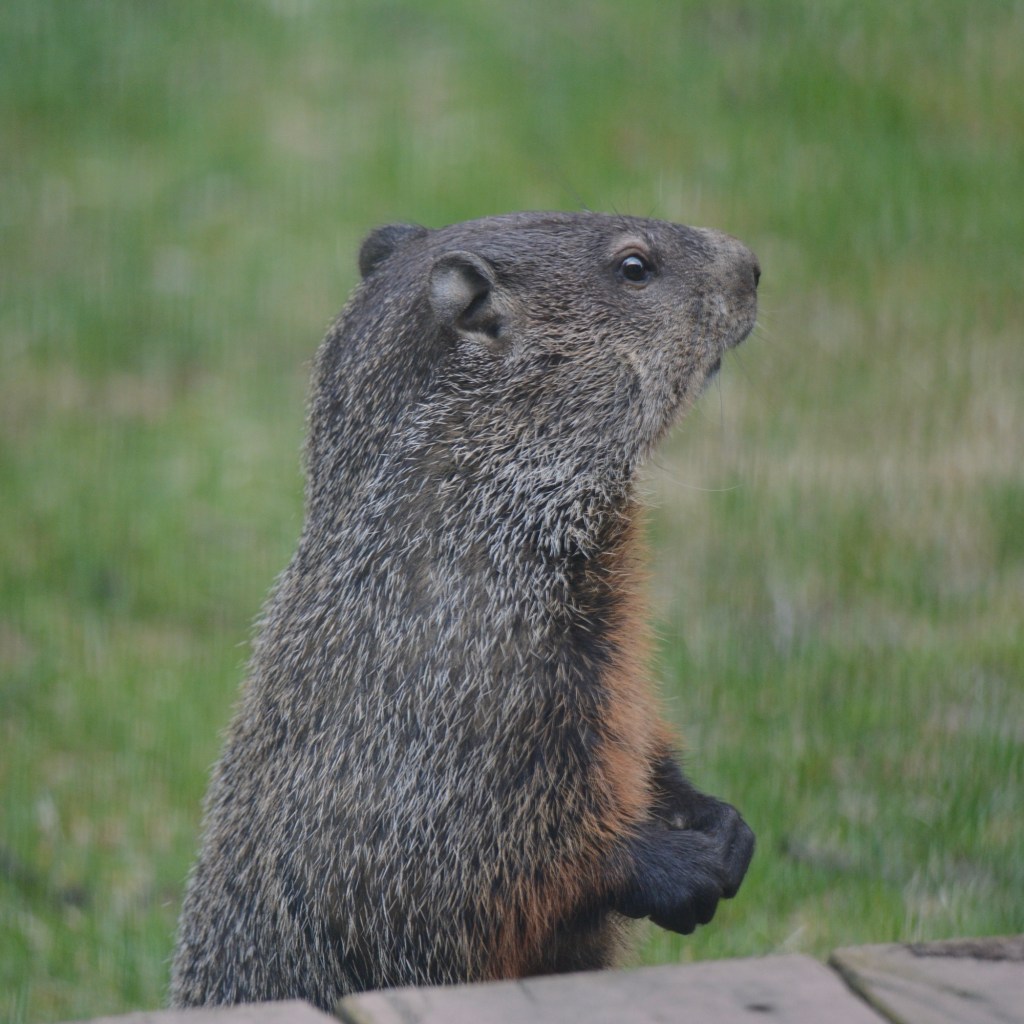 Weekend Watching And Listening