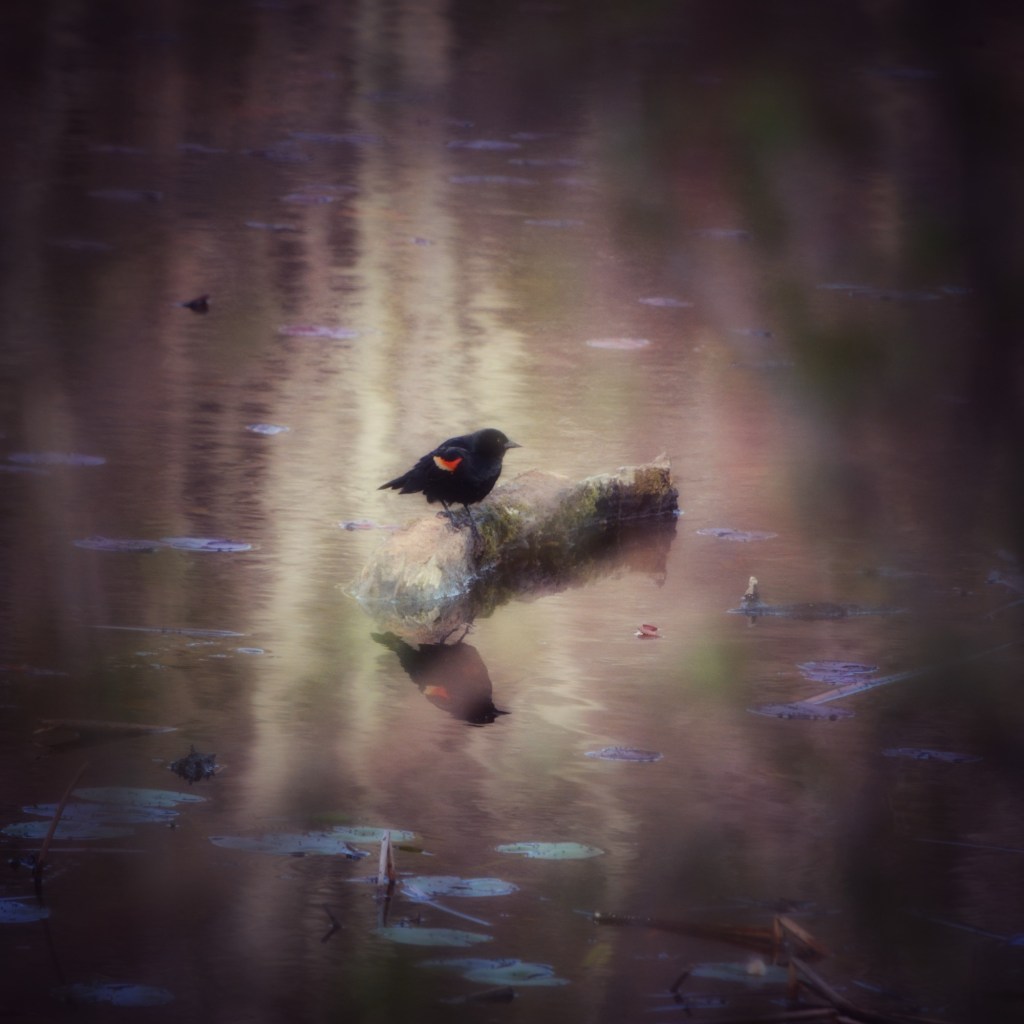 Some Days Are All About Birds, Books And&nbsp;Coffee