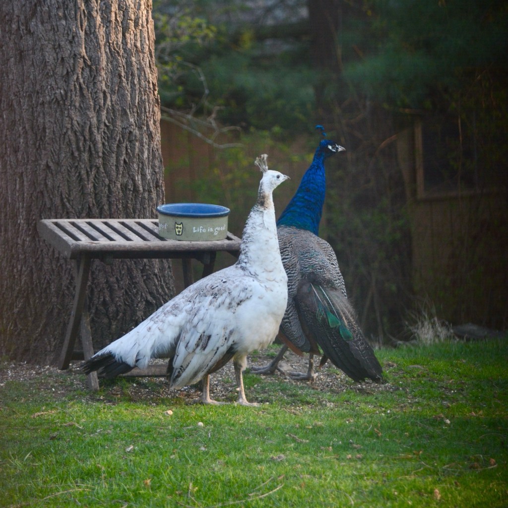 OMG, Guess Who Stopped By For&nbsp;Dinner