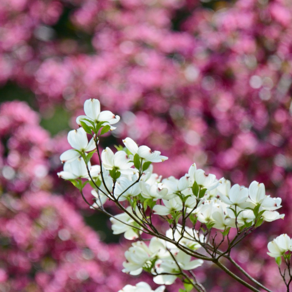 View From The&nbsp;Deck
