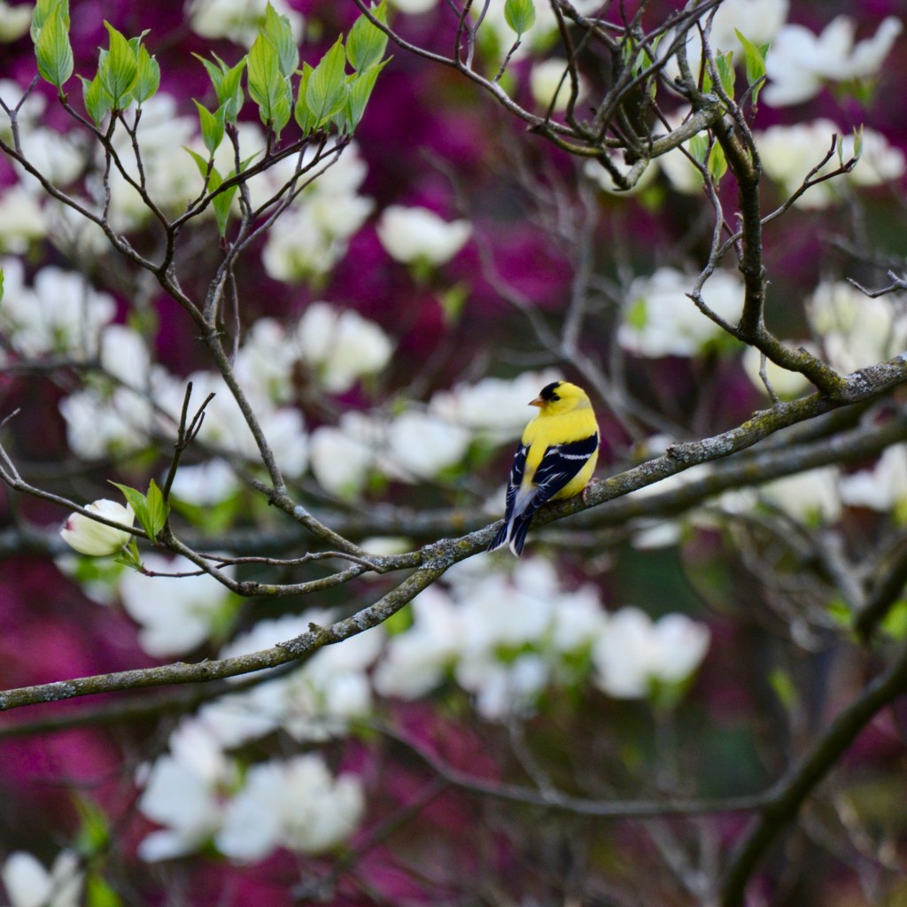 A Moment Of Calm Before Game 7 Tonight (Maple&nbsp;Leafs/Bruins)