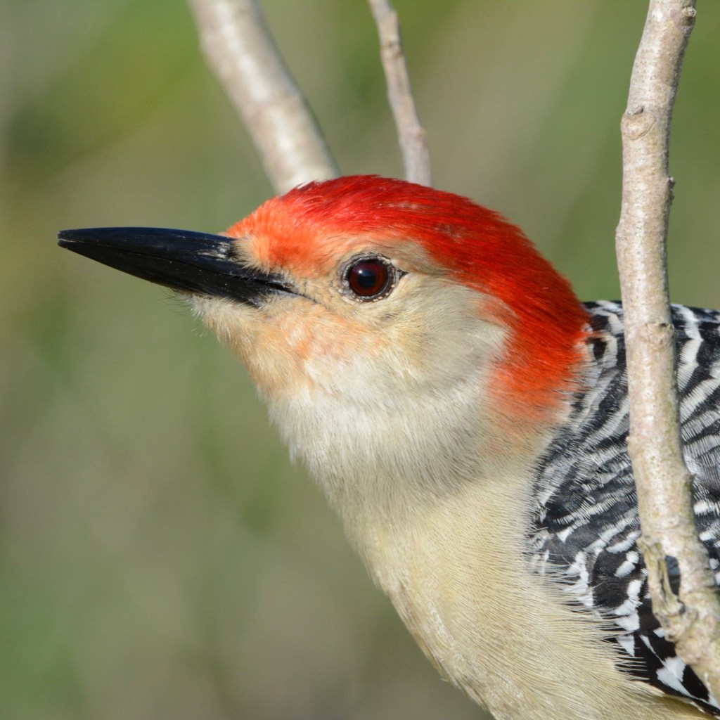 Shocked, Just Shocked