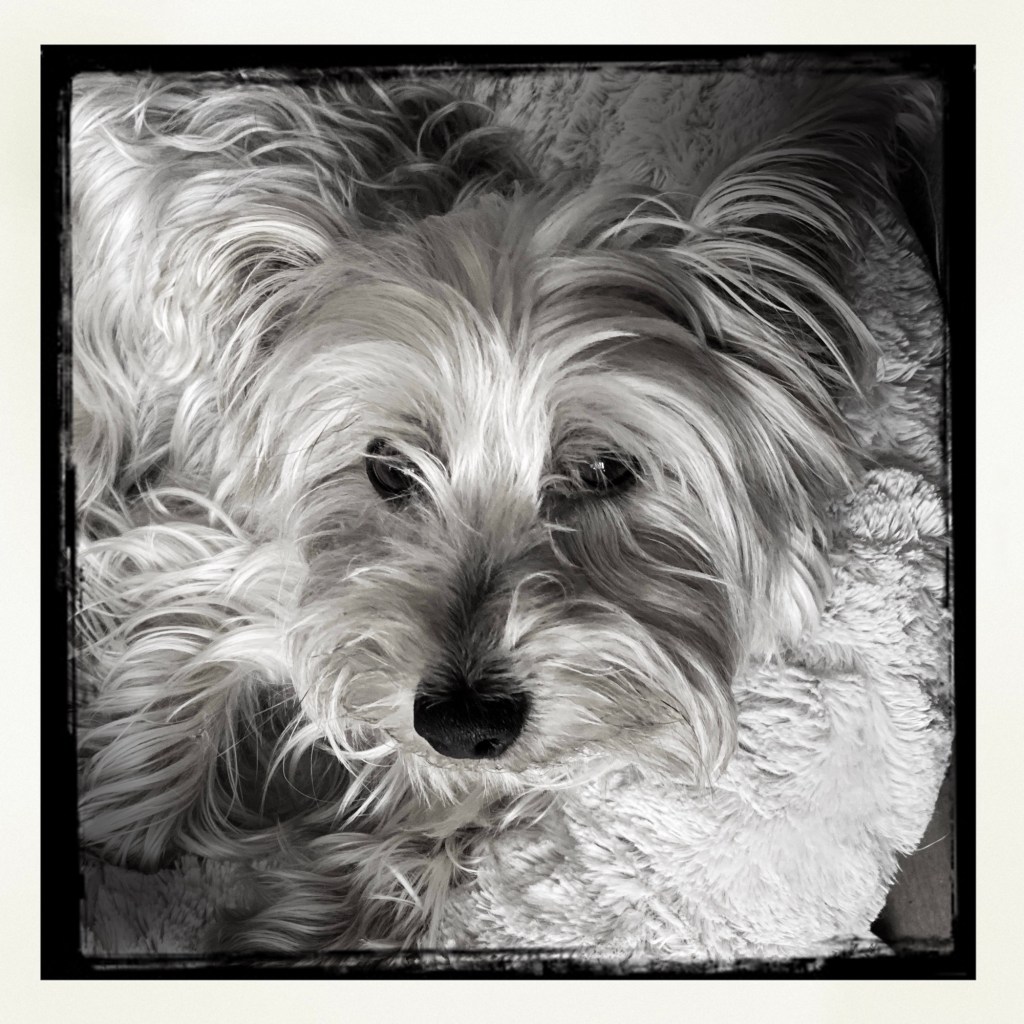 Yes Harper, We’re Hiding Indoors With The Star Wars Oreo Cookies Until The Heatwave Is&nbsp;Over