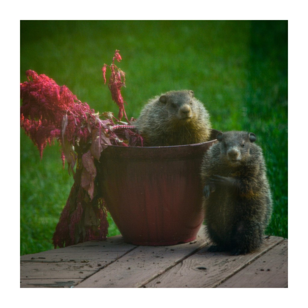 I Fought The Groundhogs And The Groundhogs&nbsp;Won