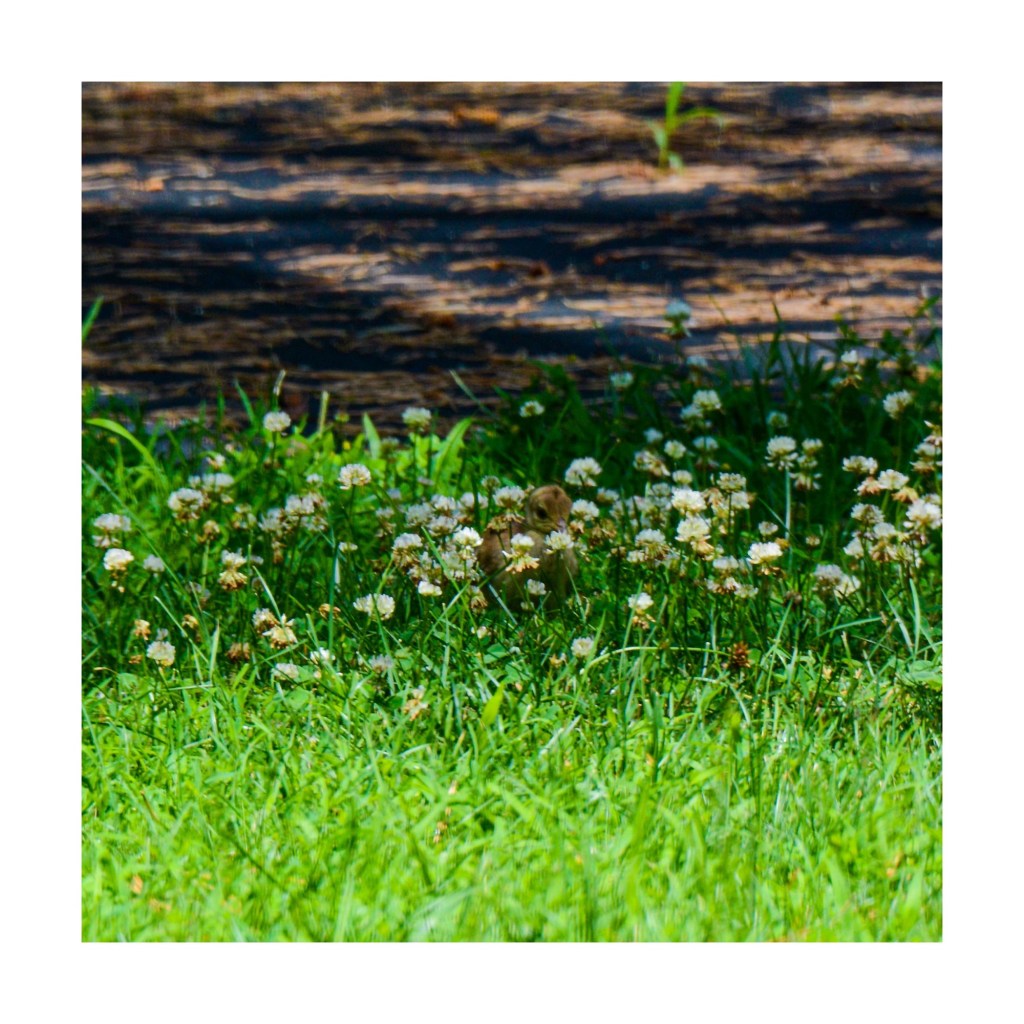 Peachick In The&nbsp;Clover