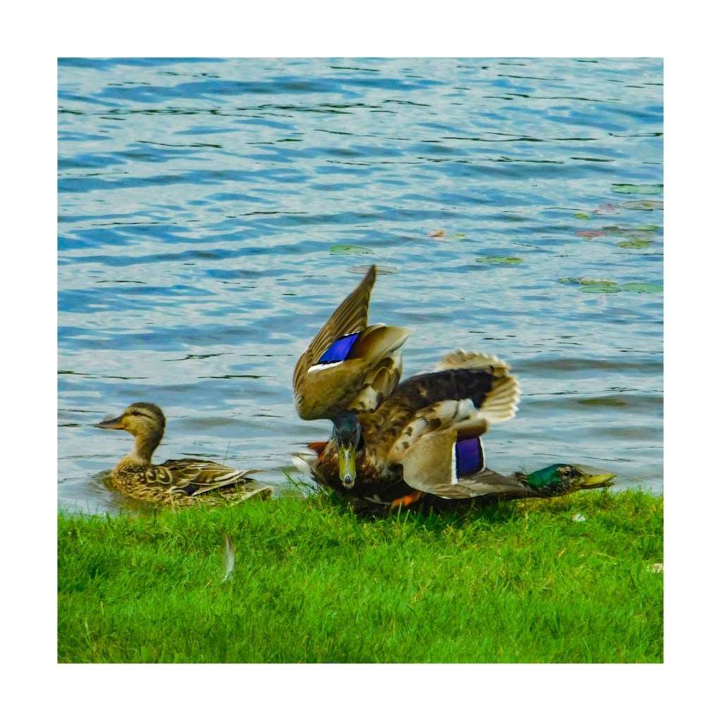 You Love Her, But She Loves Him