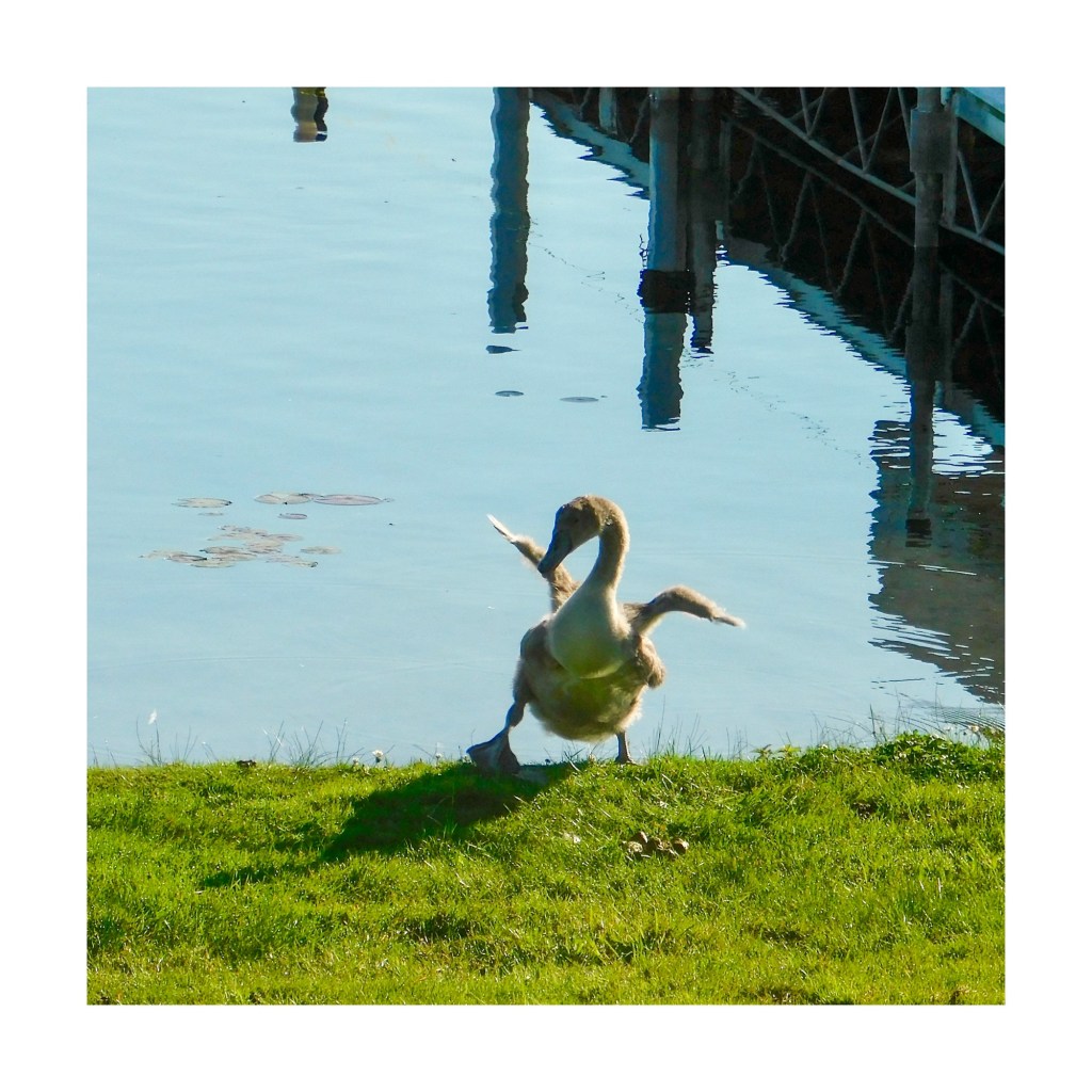 Summer Mornings And Good&nbsp;Books