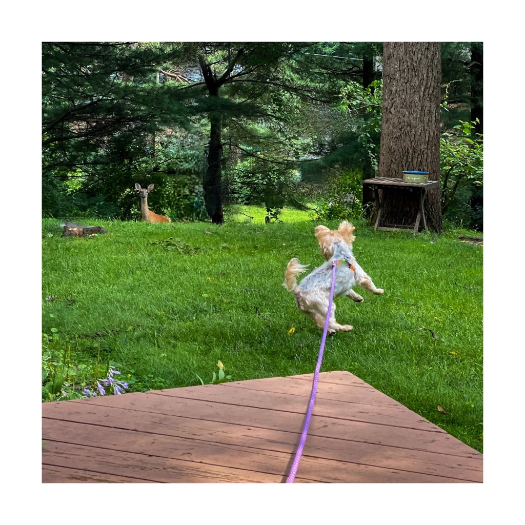 Here We Go&nbsp;Again