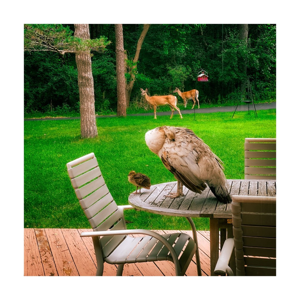 Summer Days And Good&nbsp;Movies