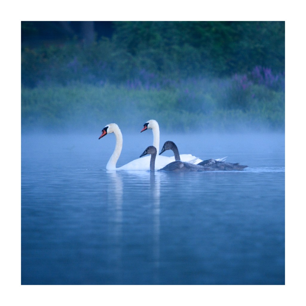 Summer Mornings And Good&nbsp;Books
