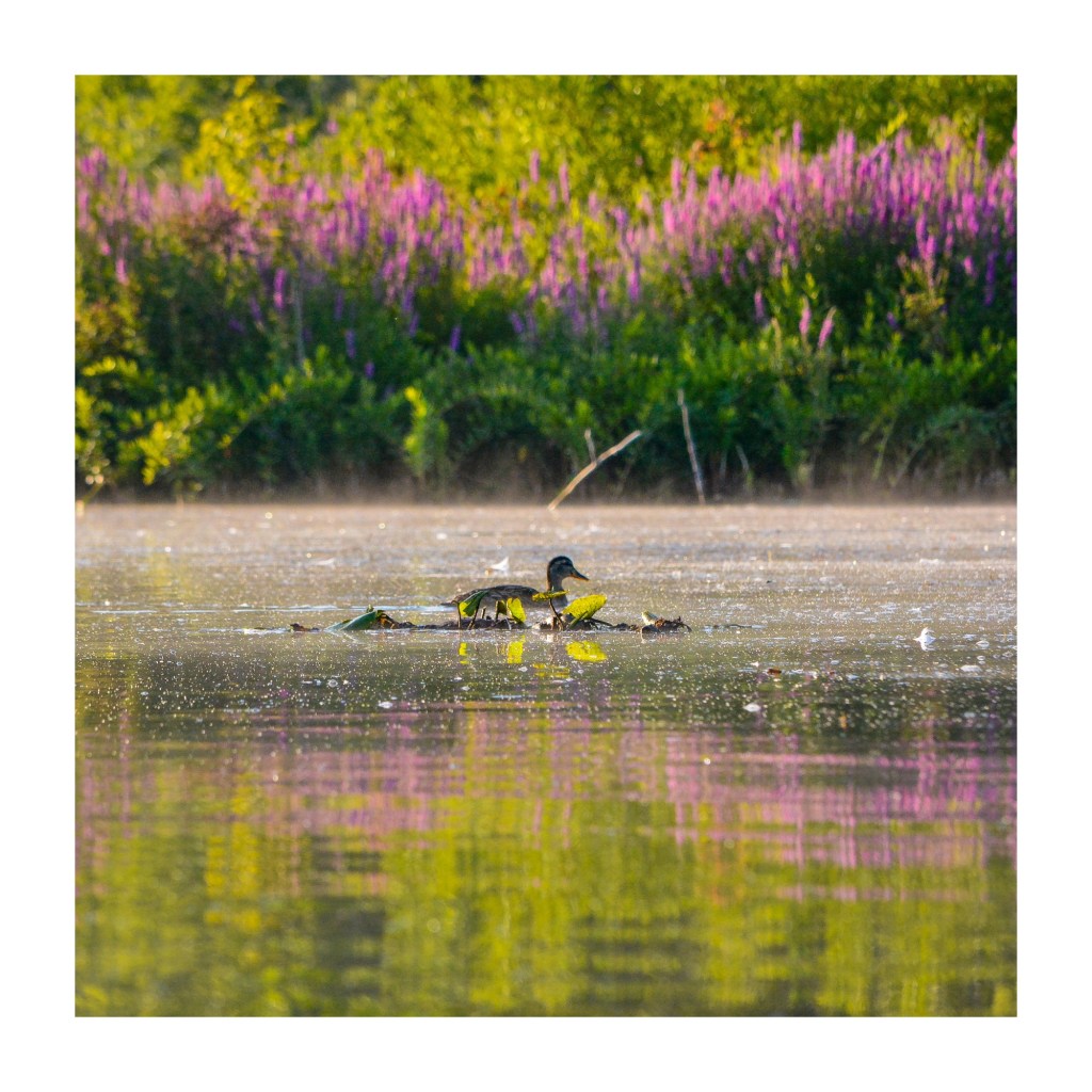 Summer Mornings And Good Movies And&nbsp;Podcasts