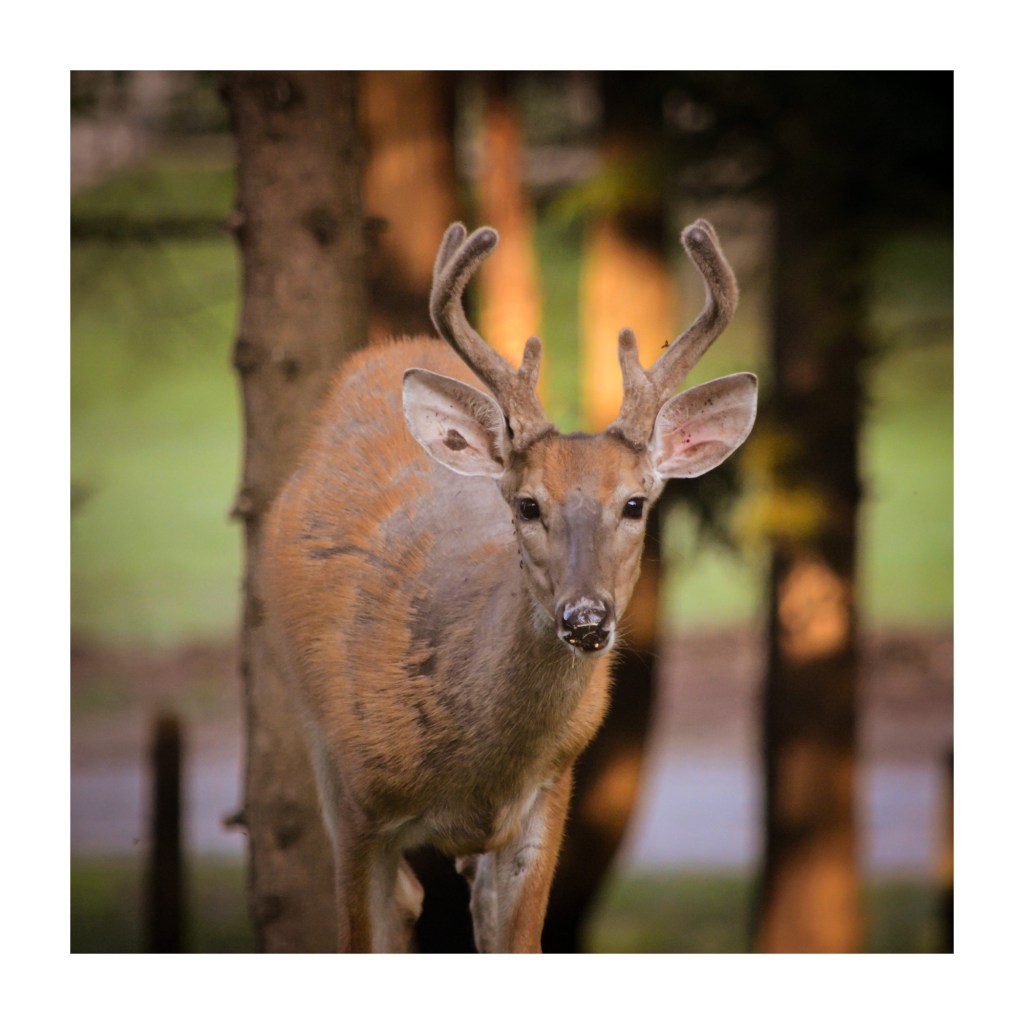 Summer Mornings And Good Music